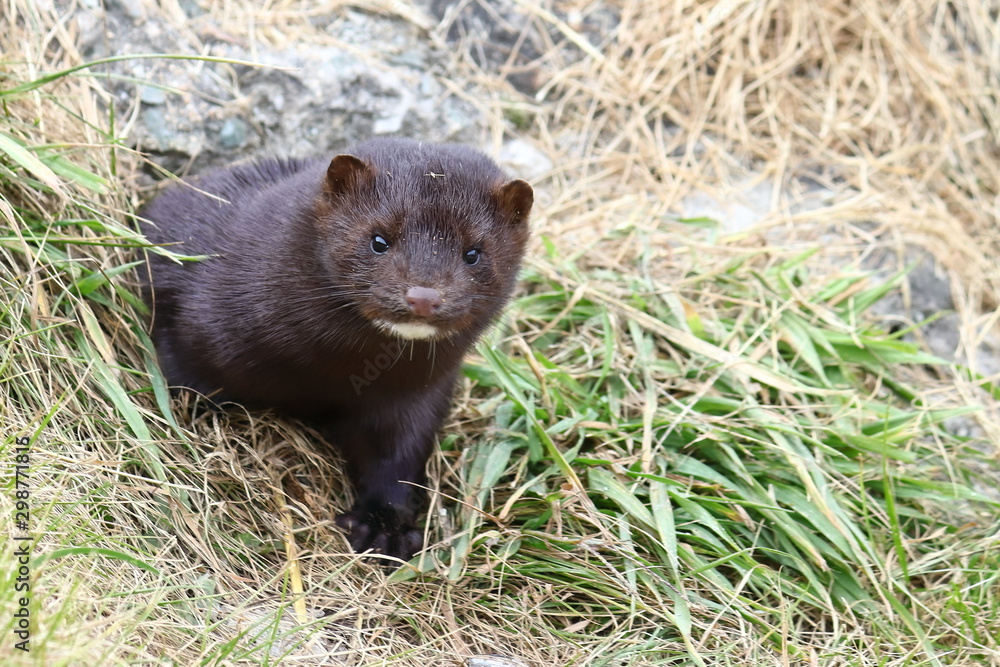 Mink sneaking from burrow. Mustela lutreola - wild predatory furry animal hunting in nature. Mink sneaking from burrow. Mustela lutreola - wild predatory furry animal hunting in nature.