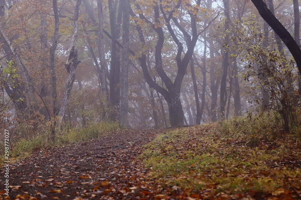 Pathway in autumn misty forest. Dense fog, yellow leaves. Pathway in autumn misty forest. Dense fog, yellow leaves.