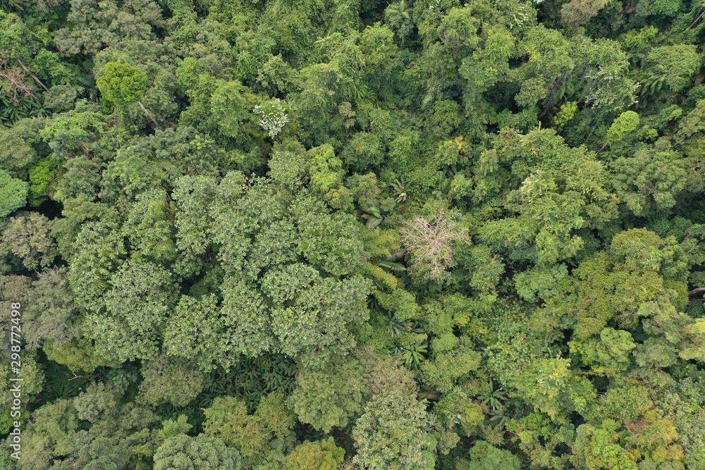 Tropical rainforest aerial photo Tropical rainforest aerial photo