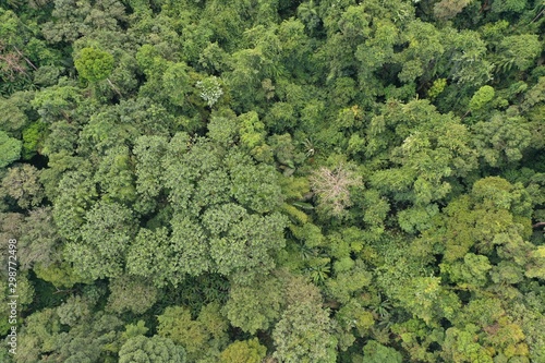 Tropical rainforest aerial photo 