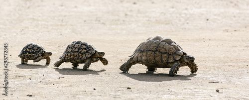 Fotografija Leopard tortoises walking in a line from big to small in the Kalahari desert
