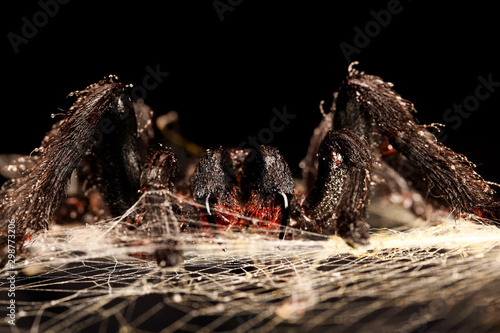 Big hairy tarantula with fangs hanging on spider web