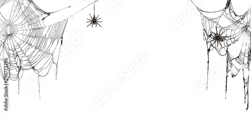 Real creepy spider webs on white banner with tarantulas hanging from the webs