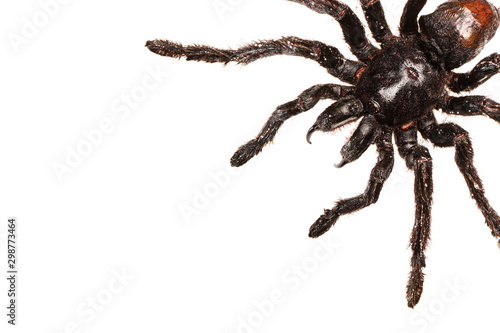 Creepy hairy Tarantula with large fangs isolated on white