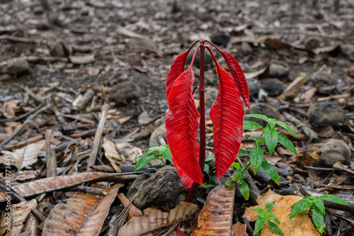 Young kuini or mango seed with red leaves and stem on the ground. photo