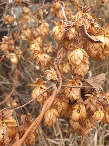 vine dried garden hops in autumn