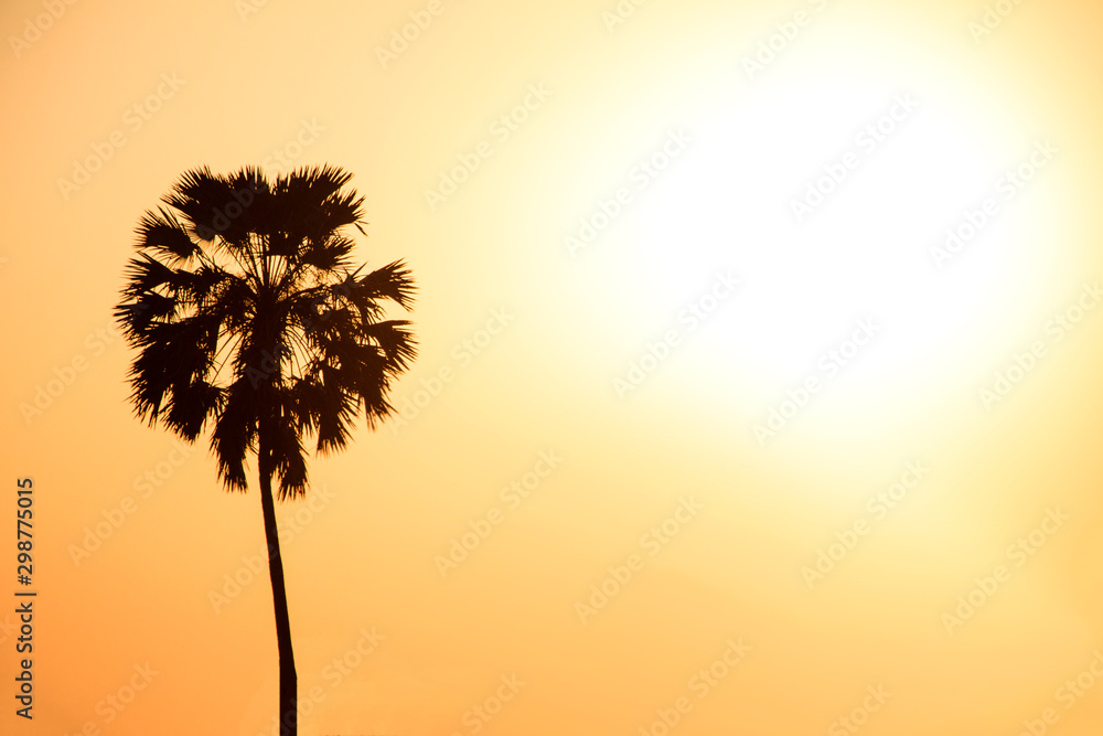 Abstract background of palm tree silhouette with sunlight