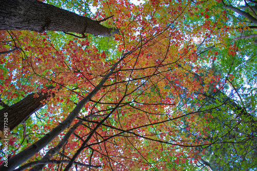 autumn leaves