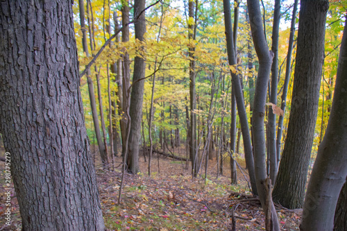forest in autumn