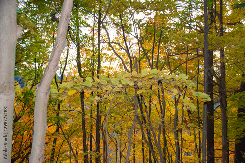 trees in the forest