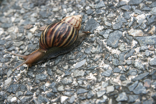 Snail crawling on rock ground in the garden. Free copy space for text.