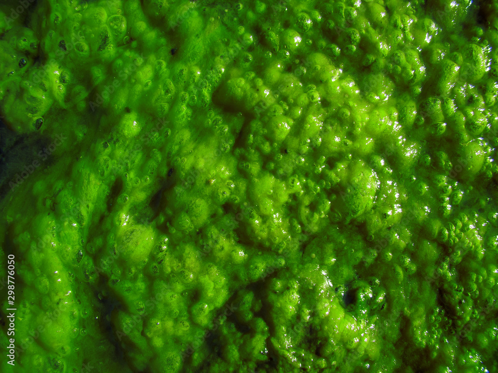 Bright green algae for the background. Water, air bubbles. Sun glare. Bright green algae for the background. Water, air bubbles. Sun glare.