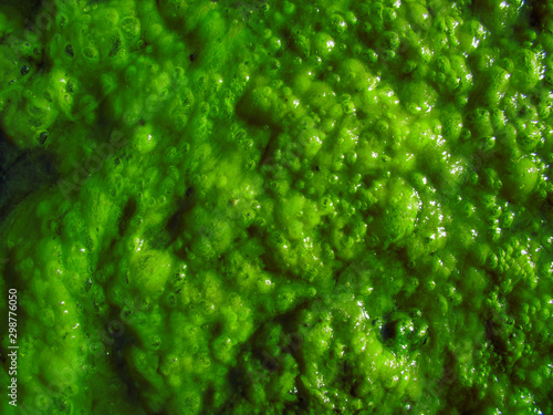 Bright green algae for the background. Water, air bubbles. Sun glare.