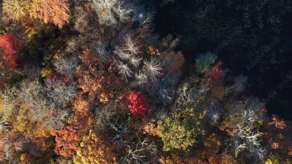 Aerial view of fall foliage and dead trees surrounding swamp Aerial view of fall foliage and dead trees surrounding swamp