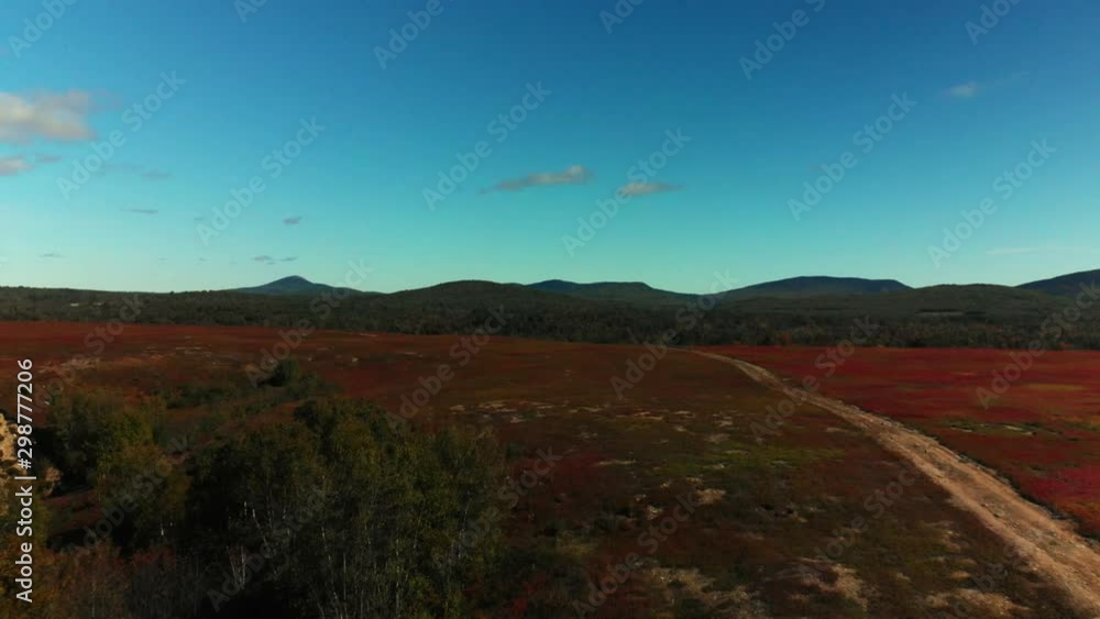 Aerial Drone Shot flying straight over a colorful red foliage field in northern Maine New England with a lonely road Aerial Drone Shot flying straight over a colorful red foliage field in northern Maine New England with a lonely road