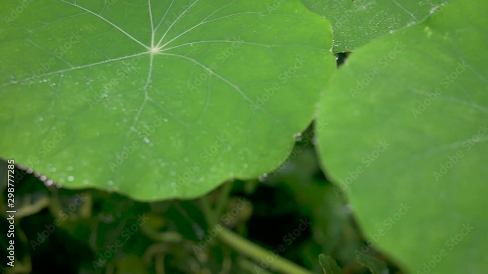 Brilliant raindrops on leaves and flower of a garden nasturtium in the early morning. Brilliant raindrops on leaves and flower of a garden nasturtium in the early morning.