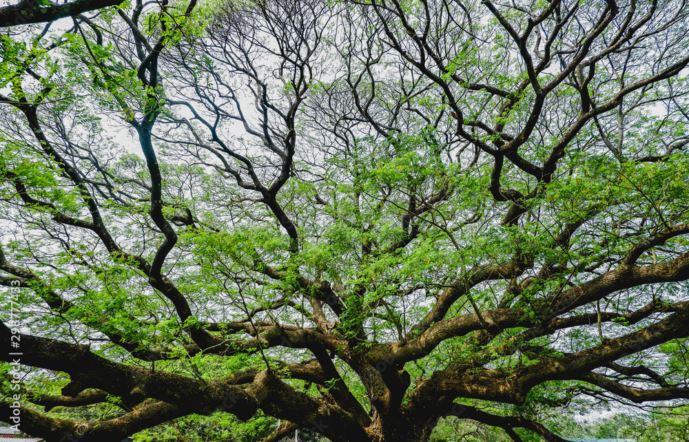 Fototapeta premium green nature big tree background