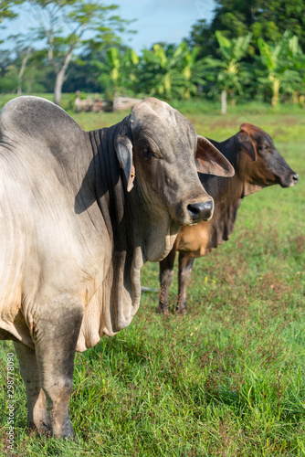 White and brown oxen in a tropical climate farm. Colombia .