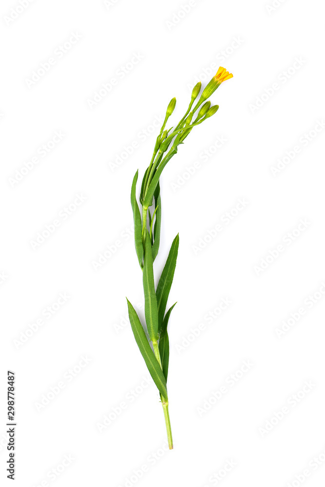 Fototapeta premium French Tarragon on white background