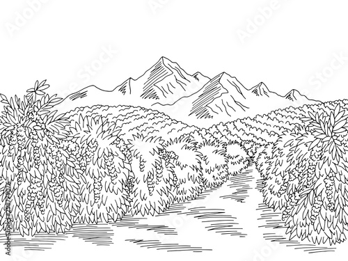 Coffee plantation graphic black white landscape sketch illustration vector