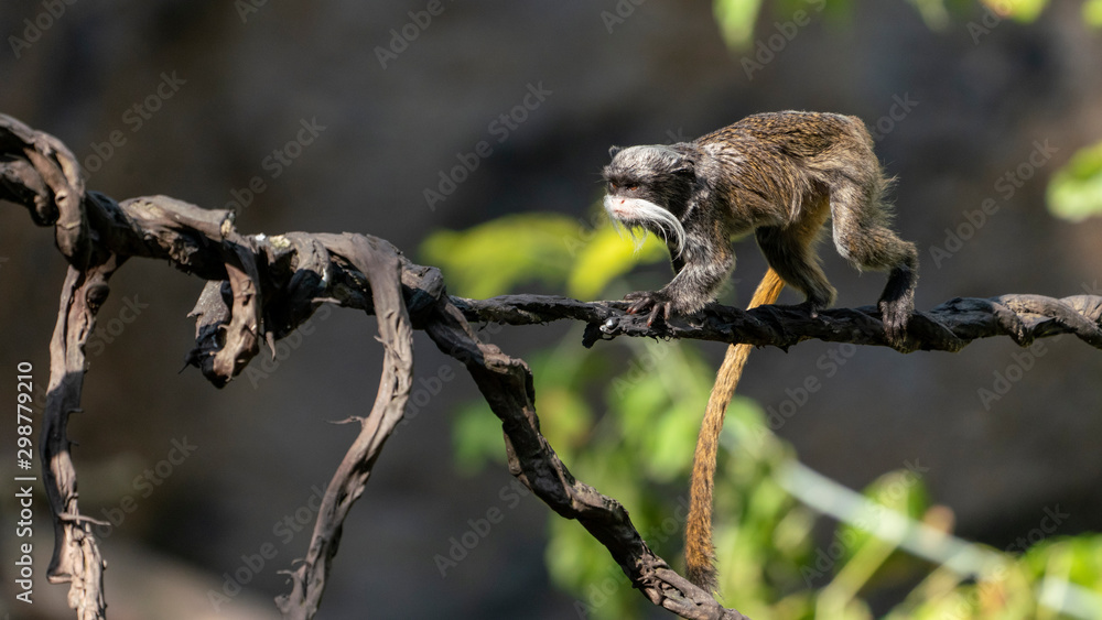 balancing monkey on a liana tree
