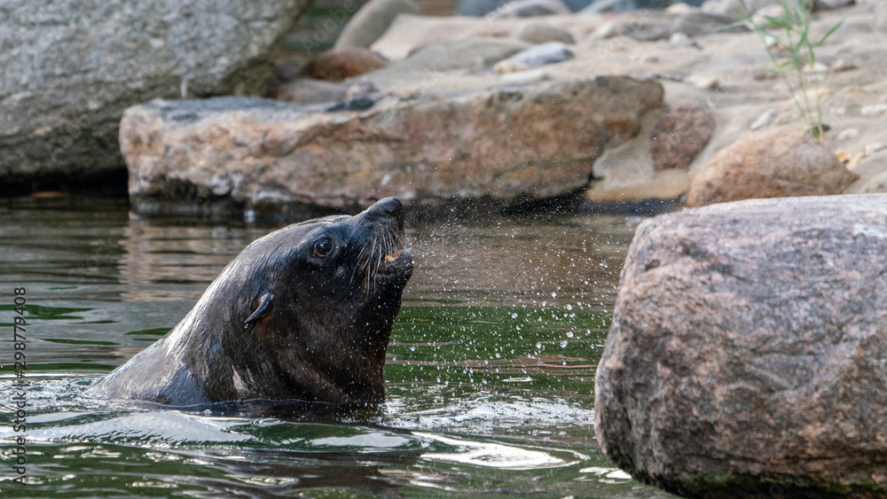 Naklejka premium a seal comes out of the water