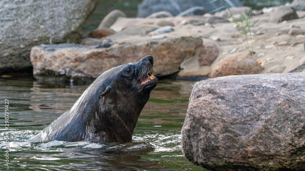 Fototapeta premium a seal comes out of the water