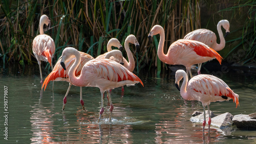 many standing colorful flamingos in a lake looking around
