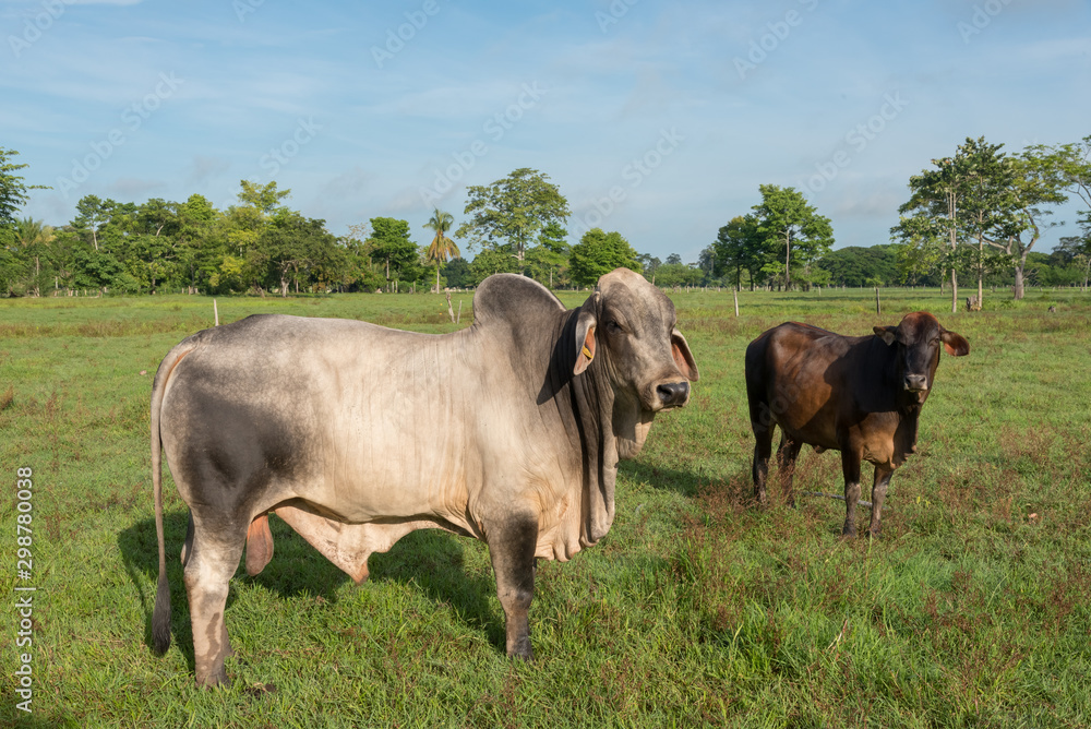 Young and adult oxen in a tropical climate farm in Colombia. Young and adult oxen in a tropical climate farm in Colombia.