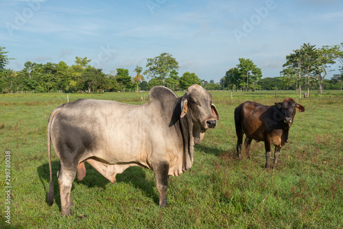 Young and adult oxen in a tropical climate farm in Colombia.