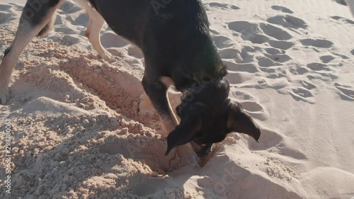 german shorthaired pointer and a german shepherd play fight in desert, Close Up photo