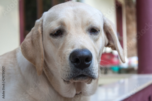 Indian labrador setting & waiting at door.