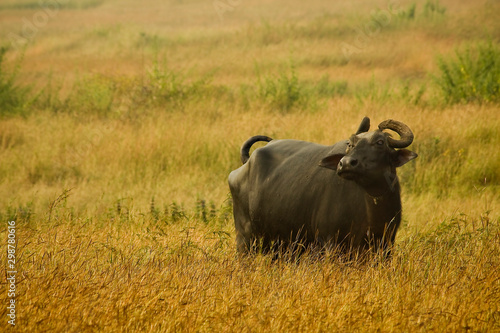 Fototapeta Naklejka Na Ścianę i Meble -  Indian Buffalos from the front on dry grass