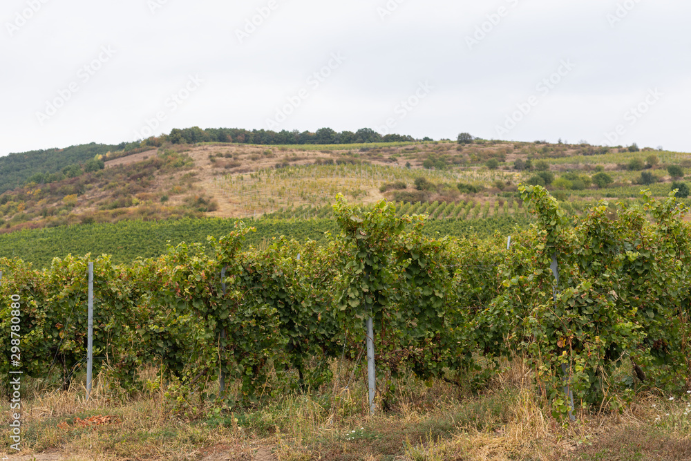 Naklejka premium Vineyard in Romania