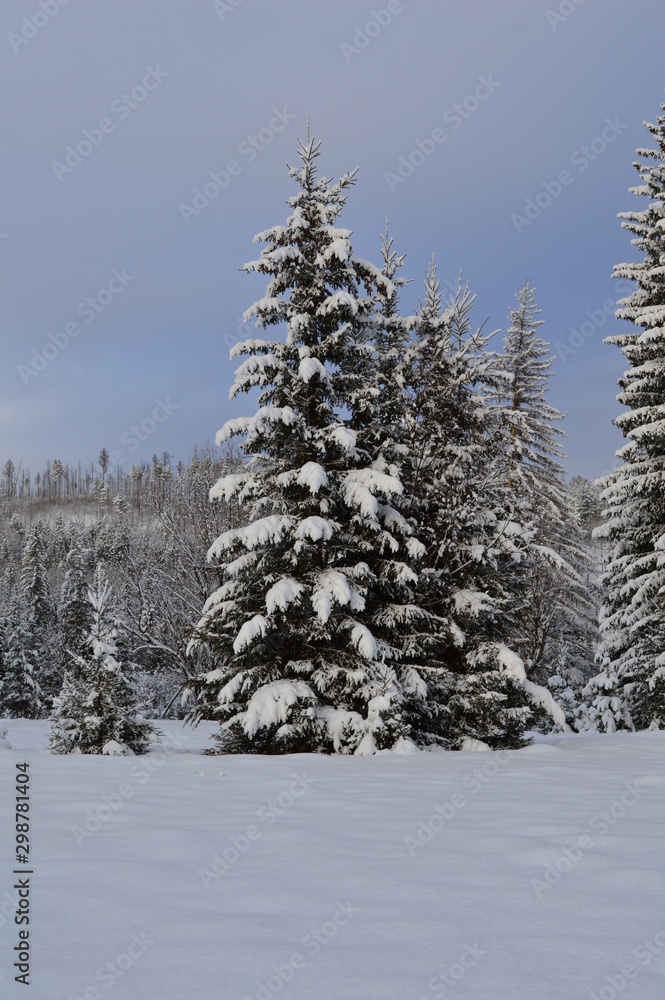 Obraz premium spruce in the forest