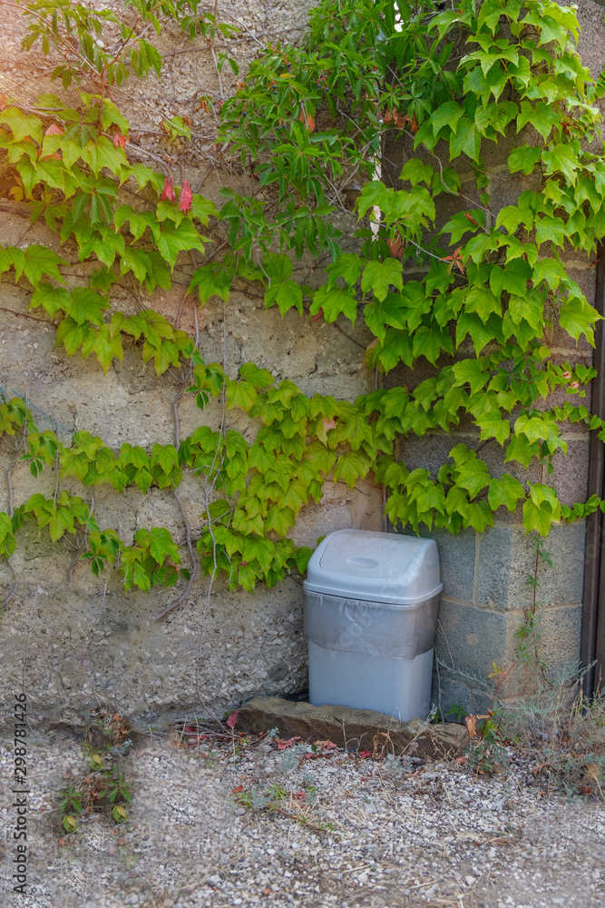 Trash bin is standing near the wall. The wall is covered with green leaves. Trash bin is standing near the wall. The wall is covered with green leaves.