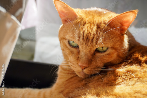 Wallpaper Mural cat in front of wall Torontodigital.ca