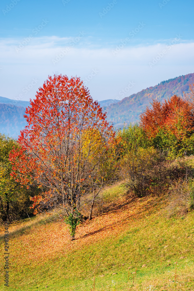 tree in red foliage on the grassy slope. wonderful nature scenery in mountains on a sunny day tree in red foliage on the grassy slope. wonderful nature scenery in mountains on a sunny day