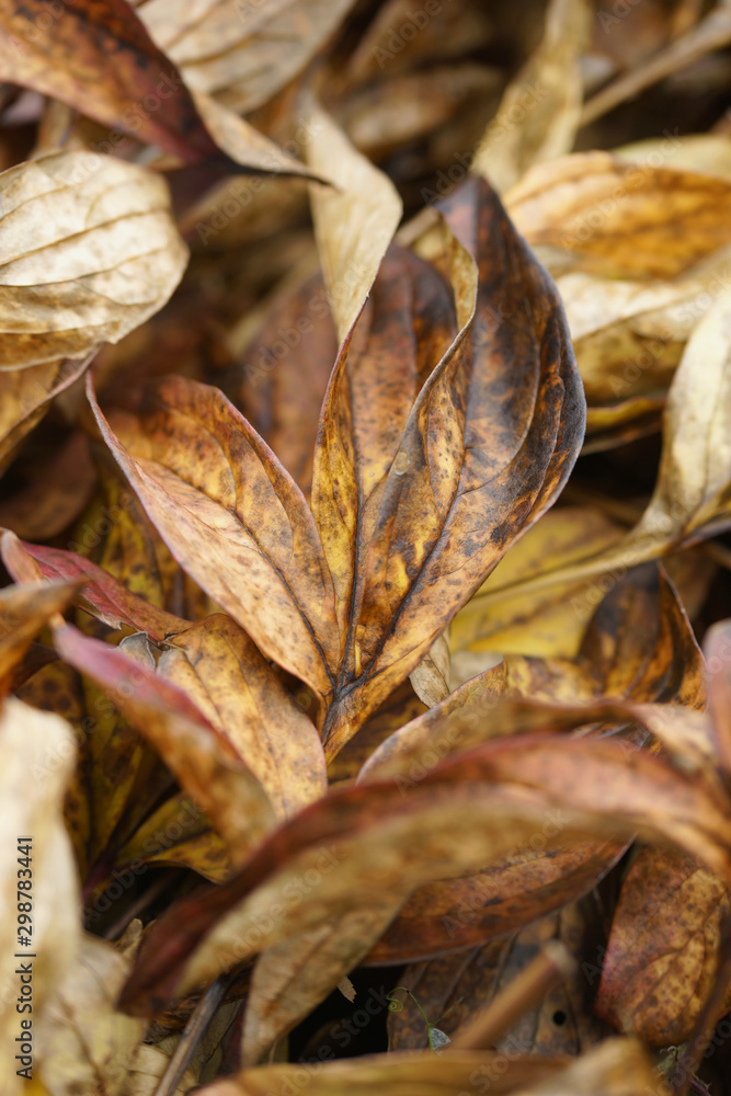 Background of dried autumn peonies leaves Background of dried autumn peonies leaves