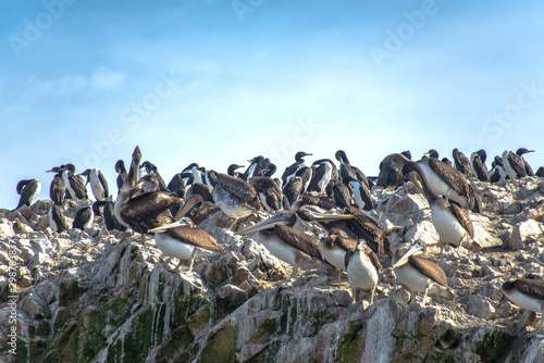Pelicans on the Ballestas Islands (Peru)