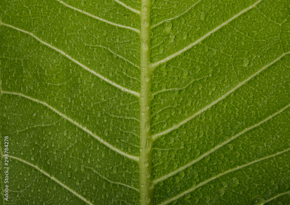 Structure of green leaves with water drop macro shot isolate on white background Structure of green leaves with water drop macro shot isolate on white background