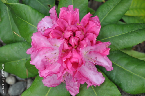 Rhododendron Aerial View Pink