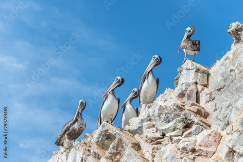 Pelicans on the Ballestas Islands (National Reserve Paracas, Peru)