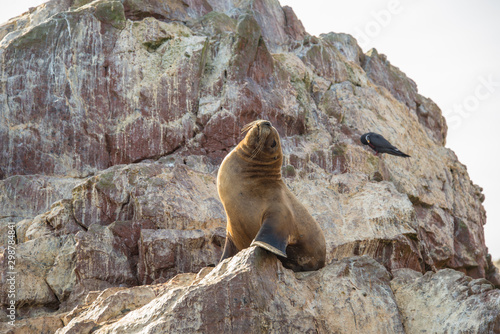 Fur seal on the islands of Ballestas (National Reserve Paracas, Peru)