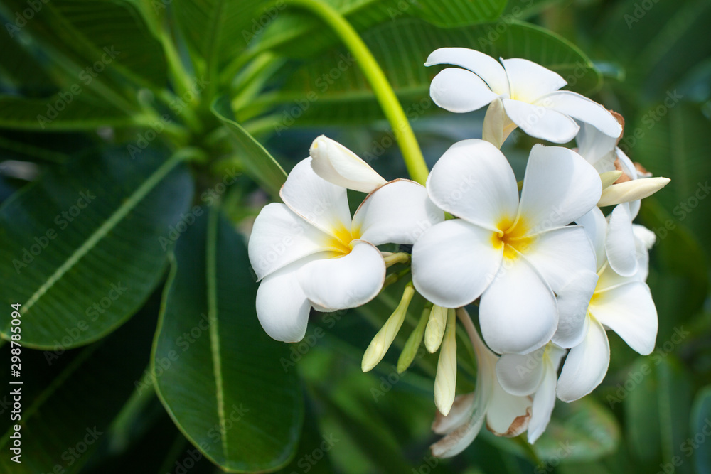 White and yellow plumeria flowers bunch blossom close up, green leaves blurred bokeh background, blooming frangipani tree branch, exotic tropical flower in bloom, beautiful natural floral arrangement - obrazy, fototapety, plakaty 
