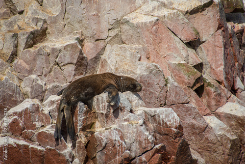 Fur seal on the islands of Ballestas (National Reserve Paracas, Peru)