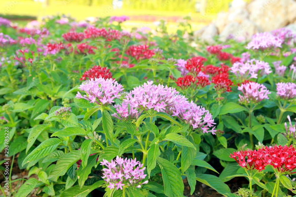 Fototapeta premium flowers in the garden