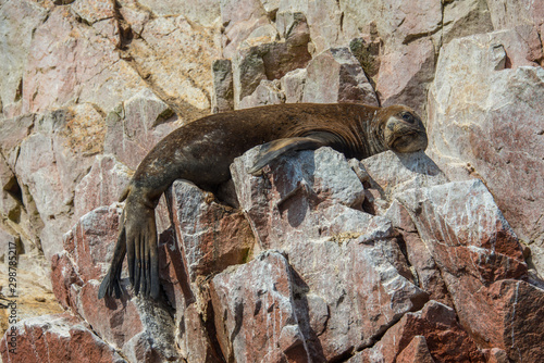 Fur seal on the islands of Ballestas (National Reserve Paracas, Peru) © Юлия Серова