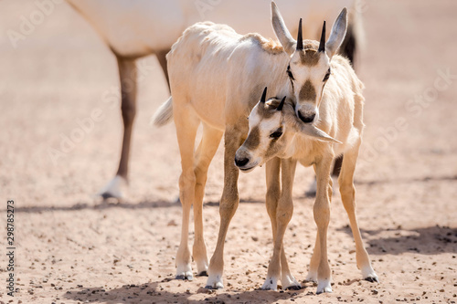 baby oryx in Dubai desert conservation reserve