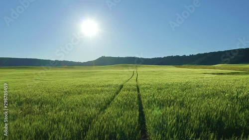 Road lane in green meadow of wheat and deep blue sunny sky. Nature and agriculture scene.